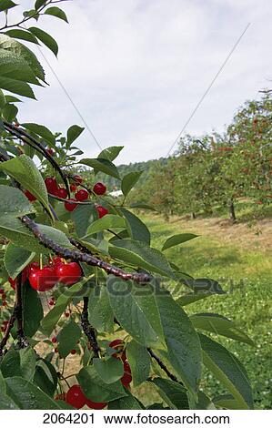 Stock Image - Cherry Tree Orchard, Ontario. Fotosearch