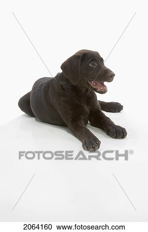 Stock Image - Chocolate Labrador Puppy, Laying With Paws Stretched Out, Mouth Open. Fotosearch