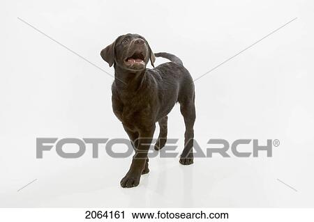 Stock Image - Chocolate Labrador Puppy, Walking And Looking Up With Mouth Open. Fotosearch