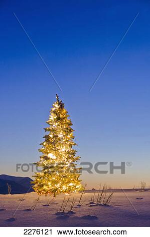 Christmas tree decorated and lit with yellow lights in a snow covered field matanuska valley; Palmer united states of america View Large Photo Image Stock Image - Christmas tree decorated and lit with yellow lights in a snow covered field matanuska valley; Palmer united states of america. Fotosearch