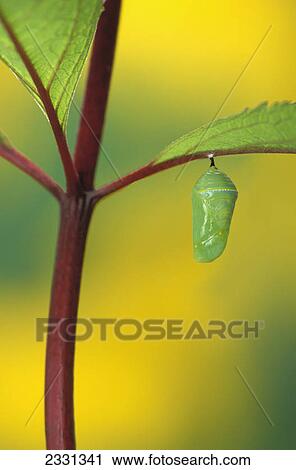 Chrysalis hanging from leaf during the pupa transition stage of butterfly metamorphosis; British columbia canada View Large Photo Image Stock Image - Chrysalis hanging from leaf during the pupa transition stage of butterfly metamorphosis; British columbia canada. Fotosearch