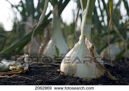 Close Up, Cooking Onion, Organic Garden, Manitoba, Canada View Large Photo Image Stock Photo - Close Up, Cooking Onion, Organic Garden, Manitoba, Canada. Fotosearch