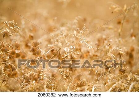 Close-Up, Full Frame Of Ripe Lentils, Saskatchewan View Large Photo Image Stock Image - Close-Up, Full Frame Of Ripe Lentils, Saskatchewan. Fotosearch