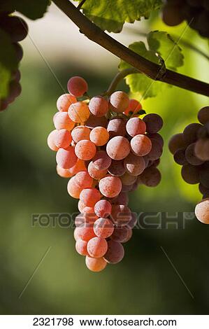 Stock Photo - Close Up Of A Bunch Of Red Grapes On The Vine At Sunset; Bolzano Alto Adige Italy. Fotosearch