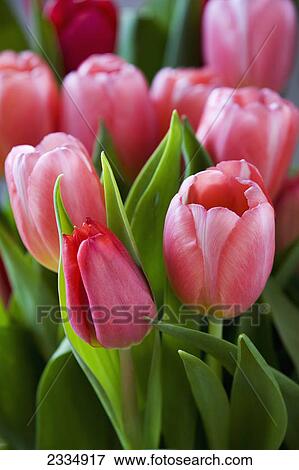 Close up of a bunch of tulips and leaves; Calgary alberta canada View Large Photo Image Stock Photo - Close up of a bunch of tulips and leaves; Calgary alberta canada. Fotosearch