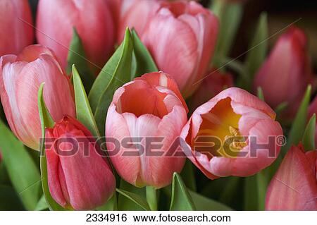 Close up of a bunch of tulips and leaves; Calgary alberta canada View Large Photo Image Stock Photograph - Close up of a bunch of tulips and leaves; Calgary alberta canada. Fotosearch
