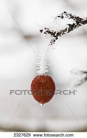 Close up of a crab apple hanging by a frosted branch and ice droplet; Calgary alberta canada View Large Photo Image Stock Photo - Close up of a crab apple hanging by a frosted branch and ice droplet; Calgary alberta canada. Fotosearch