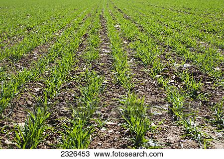 Stock Image - Close up of a crop growing in a field; Happy valley coulsdon surrey england. Fotosearch