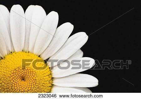 Close up of a daisy with a black background; Jasper alberta canada View Large Photo Image Stock Photograph - Close up of a daisy with a black background; Jasper alberta canada. Fotosearch