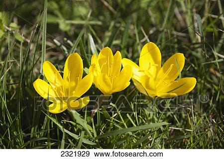Close Up Of A Group Of Yellow Crocuses; Sant'alberto Emilia-Romagna Italy View Large Photo Image Stock Photo - Close Up Of A Group Of Yellow Crocuses; Sant'alberto Emilia-Romagna Italy. Fotosearch