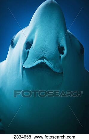 Close up of a Manta Ray; Vietnam View Large Photo Image Stock Photo - Close up of a Manta Ray; Vietnam. Fotosearch
