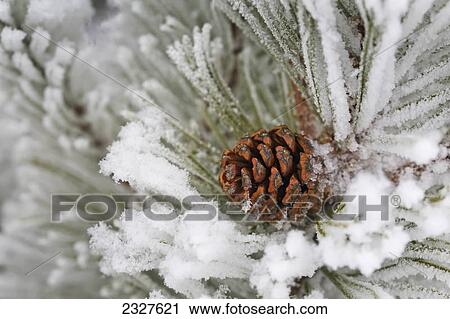 Stock Image - Close up of a pine cone and heavily frosted needles; Calgary alberta canada. Fotosearch