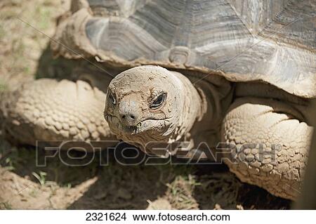 Close Up Of A Tortoise; Birmingham Louisiana United States Of America View Large Photo Image Picture - Close Up Of A Tortoise; Birmingham Louisiana United States Of America. Fotosearch