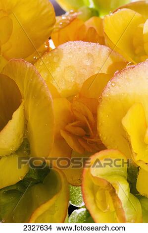 Close up of a yellow begonias with water droplets; Calgary alberta canada View Large Photo Image Picture - Close up of a yellow begonias with water droplets; Calgary alberta canada. Fotosearch