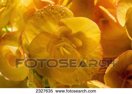 Stock Photography - Close up of a yellow begonias with water droplets; Calgary alberta canada. Fotosearch