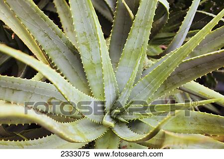 Close up of an aloe plant; Honolulu oahu hawaii united states of america View Large Photo Image Stock Photography - Close up of an aloe plant; Honolulu oahu hawaii united states of america. Fotosearch