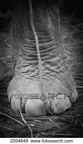 Stock Photo - Close up of an elephant foot; Chitwan, Nepal. Fotosearch