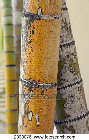 Close up of bamboo stalks; Honolulu oahu hawaii united states of america View Large Photo Image Stock Photograph - Close up of bamboo stalks; Honolulu oahu hawaii united states of america. Fotosearch