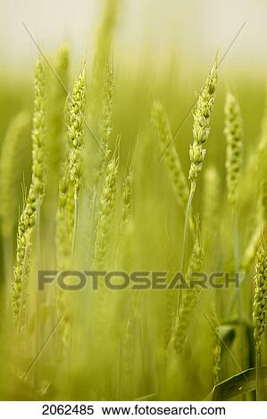 Close-Up Of Barley, Saskatchewan, Canada View Large Photo Image Stock Photography - Close-Up Of Barley, Saskatchewan, Canada. Fotosearch