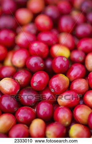 Stock Image - Close up of bright red kona coffee cherries; Hawaii united states of america. Fotosearch