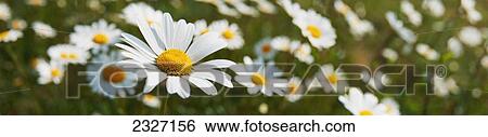 Stock Photograph - Close up of daisies in a meadow; England. Fotosearch