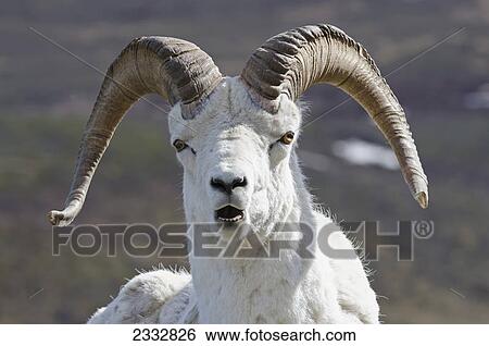 Close-up of Dall Sheep Ram (Ovus dalli) head and horns at Polychrome Pass in Denali National Park, Alaska View Large Photo Image Stock Photograph - Close-up of Dall Sheep Ram (Ovus dalli) head and horns at Polychrome Pass in Denali National Park, Alaska. Fotosearch