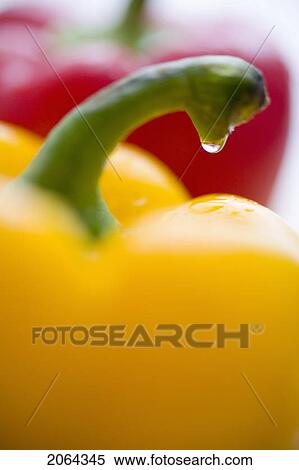 Close-Up Of Droplet On Stem Of Yellow Yellow View Large Photo Image Stock Photography - Close-Up Of Droplet On Stem Of Yellow Yellow. Fotosearch