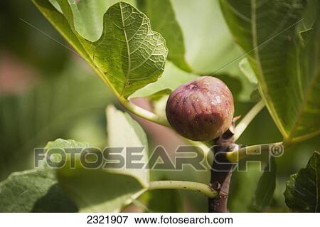 Close Up Of Fig On A Tree; Emilia-Romagna Italy View Large Photo Image Stock Photo - Close Up Of Fig On A Tree; Emilia-Romagna Italy. Fotosearch