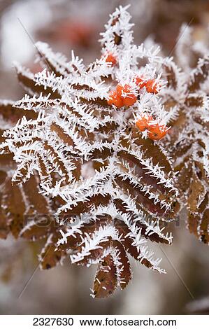Stock Image - Close up of frosted spikes on brown mountain ash leaves and berries; Calgary alberta canada. Fotosearch