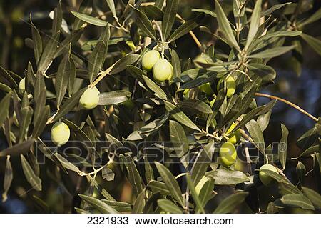 Close Up Of Green Olives On An Olive Tree; Comacchio Emilia-Romagna Italy View Large Photo Image Stock Image - Close Up Of Green Olives On An Olive Tree; Comacchio Emilia-Romagna Italy. Fotosearch