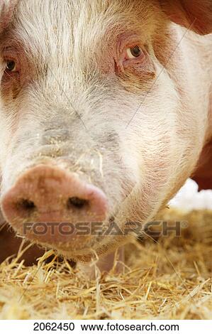 Stock Image - Close-Up Of Hog. Fotosearch