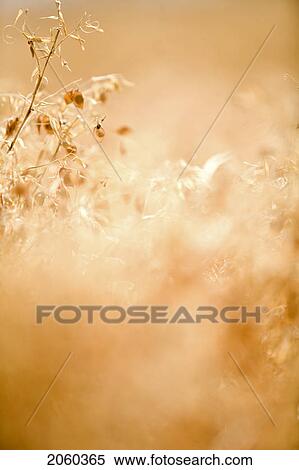 Stock Photography - Close-Up Of Lentils, Saskatchewan. Fotosearch