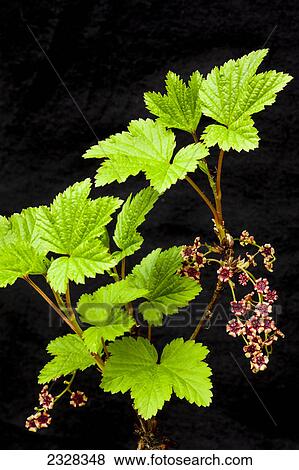 Stock Photo - Close up of Northern Red Current showing red flowers and green leaves against a black background, Southcentral Alaska, Anchorage, Alaska, early summer.. Fotosearch