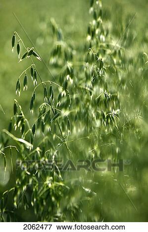 Stock Photo - Close-Up Of Oats, Saskatchewan, Canada. Fotosearch