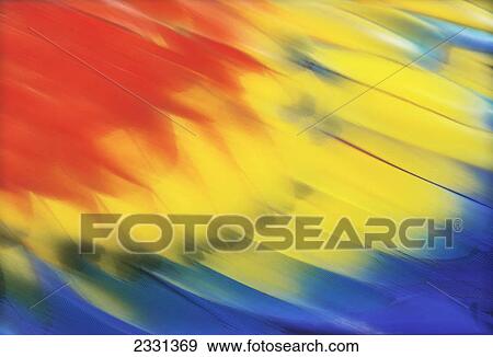 Close-up of of the blurred feathers on a scarlet macaw's (ara macao) wing; Florida united states of america View Large Photo Image Stock Photo - Close-up of of the blurred feathers on a scarlet macaw's (ara macao) wing; Florida united states of america. Fotosearch
