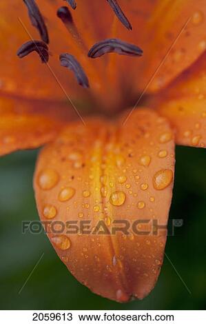 Close-Up Of Orange Lily Flower After Rain; Beads Of Water On Petals View Large Photo Image Stock Image - Close-Up Of Orange Lily Flower After Rain; Beads Of Water On Petals. Fotosearch