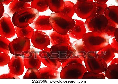 Close up of pomegranate seeds backlit; Calgary alberta canada View Large Photo Image Stock Photo - Close up of pomegranate seeds backlit; Calgary alberta canada. Fotosearch