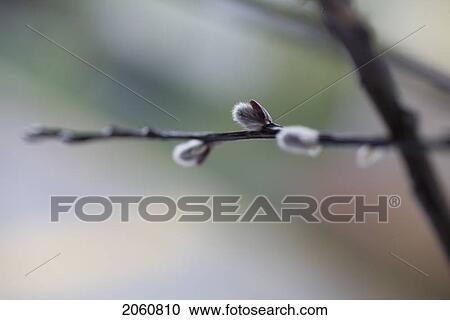 Close Up Of Pussy Willow Branch View Large Photo Image Stock Image - Close Up Of Pussy Willow Branch. Fotosearch