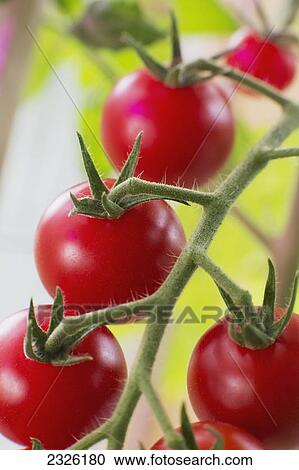 Close up of ripe red cherry tomatoes growing on the plant; Anchorage alaska united states of america View Large Photo Image Stock Image - Close up of ripe red cherry tomatoes growing on the plant; Anchorage alaska united states of america. Fotosearch