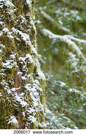 Stock Photo - Close Up Of Snowy Trees Of Old Growth Forest In Cathedral Grove In Macmillan Provincial Park, Near Port Alberni, Vancouver Island, Bc. Fotosearch