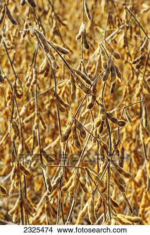 Close up of soybeans growing in a field; Ohio united states of america View Large Photo Image Picture - Close up of soybeans growing in a field; Ohio united states of america. Fotosearch