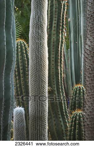 Stock Image - Close up of the detail of cactus plants at majorelle garden; Marrakech morocco. Fotosearch