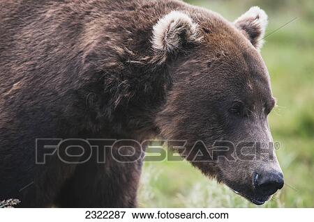 Stock Photo - Close up of the face of a brown bear (ursus arctos); Alaska united states of america. Fotosearch