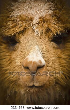 Close up of the face of a Llama; Cuzco, Peru View Large Photo Image Stock Image - Close up of the face of a Llama; Cuzco, Peru. Fotosearch