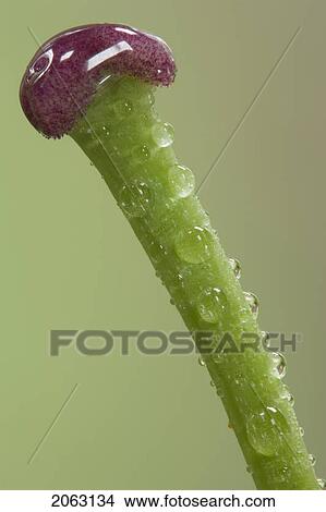 Picture - Close-Up Of The Pistil Of A White Lily, Canada, Alberta. Fotosearch