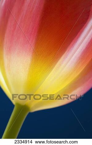 Picture - Close up of tulip petals; Calgary alberta canada. Fotosearch