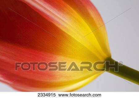 Stock Photography - Close up of tulip petals; Calgary alberta canada. Fotosearch