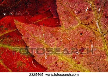 Stock Photography - Close up of water droplets on a red maple leaf; Ohio united states of america. Fotosearch