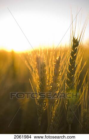 Picture - Close-Up Of Wheat At Sunset, Saskatachewan, Canada. Fotosearch