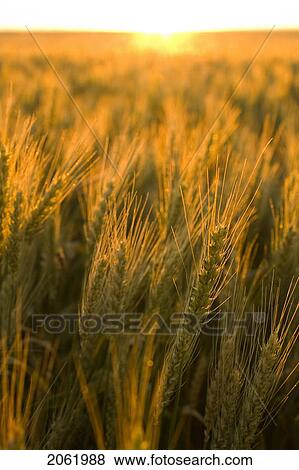 Close-Up Of Wheat At Sunset, Saskatachewan, Canada View Large Photo Image Stock Photo - Close-Up Of Wheat At Sunset, Saskatachewan, Canada. Fotosearch
